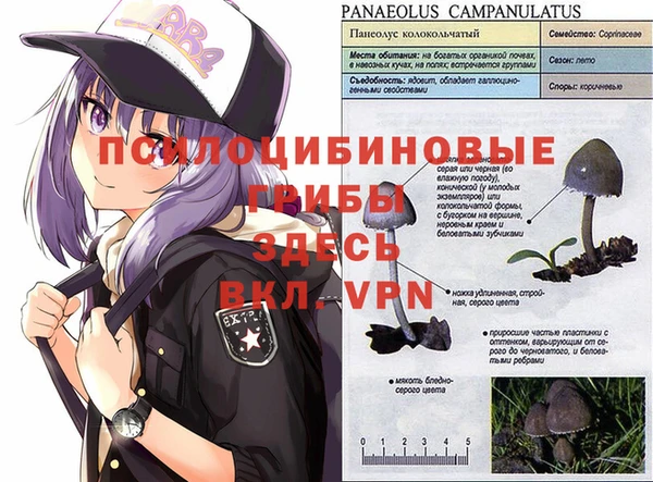 a pvp Бородино